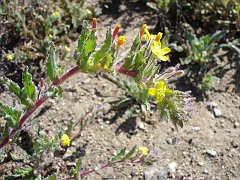 camissonia hirtella